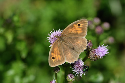 BUITEN BEELD Foto: 299654