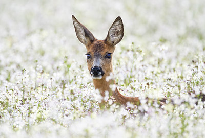 BUITEN BEELD Foto: 299659