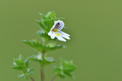 BUITEN BEELD Foto: 299674