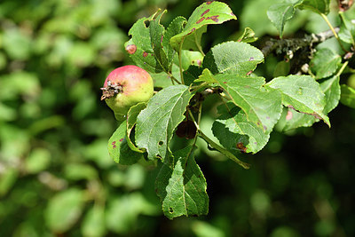 BUITEN BEELD Foto: 299677