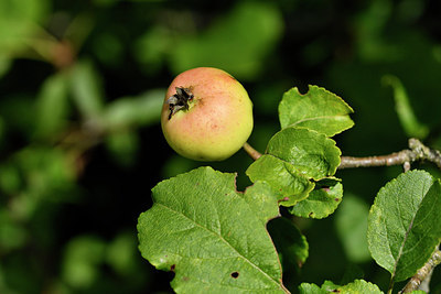BUITEN BEELD Foto: 299678