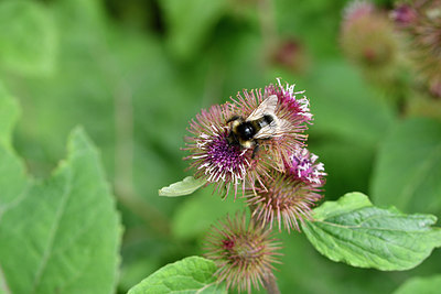 BUITEN BEELD Foto: 299685