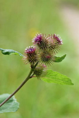 BUITEN BEELD Foto: 299686