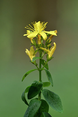 BUITEN BEELD Foto: 299702