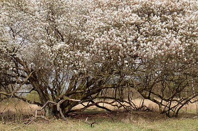 BUITEN BEELD Foto: 299757