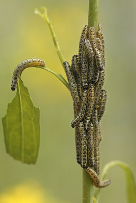 BUITEN BEELD Foto: 299784