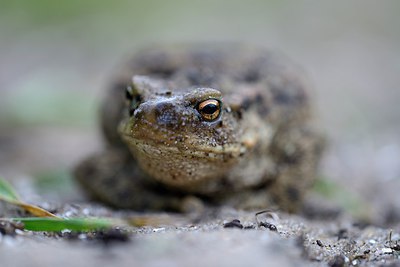 BUITEN BEELD Foto: 299797