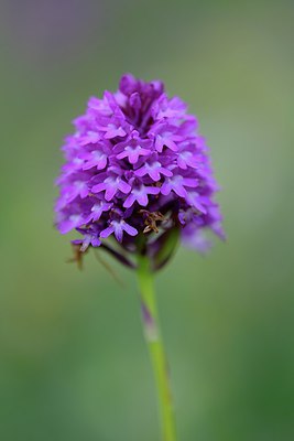 BUITEN BEELD Foto: 299798