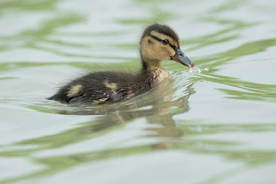 BUITEN BEELD Foto: 299815