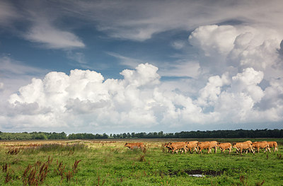 BUITEN BEELD Foto: 299824