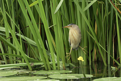 BUITEN BEELD Foto: 299833