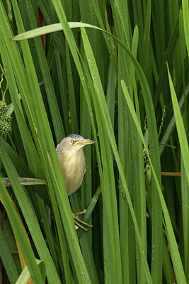 BUITEN BEELD Foto: 299838