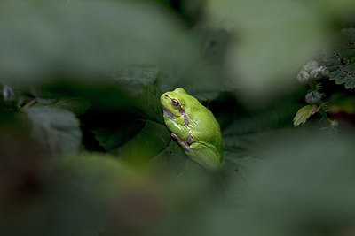 BUITEN BEELD Foto: 299939