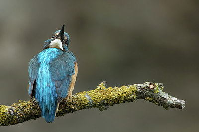 BUITEN BEELD Foto: 299946