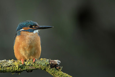 BUITEN BEELD Foto: 299948
