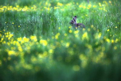 BUITEN BEELD Foto: 299996