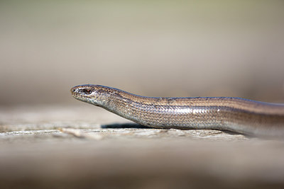 BUITEN BEELD Foto: 300143