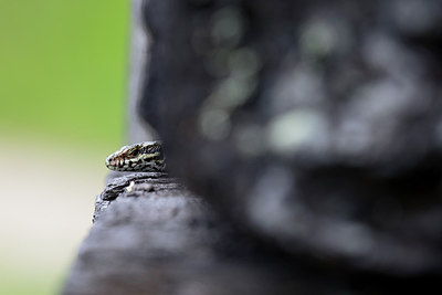 BUITEN BEELD Foto: 300154