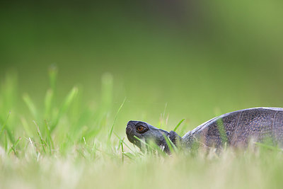 BUITEN BEELD Foto: 300165