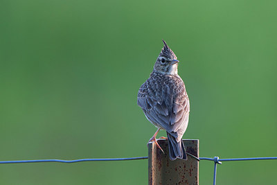 BUITEN BEELD Foto: 300198