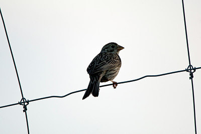 BUITEN BEELD Foto: 300200