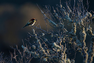 BUITEN BEELD Foto: 300239