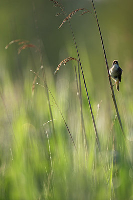 BUITEN BEELD Foto: 300260