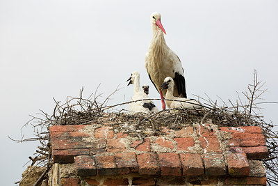 BUITEN BEELD Foto: 300270