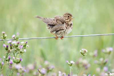 BUITEN BEELD Foto: 300280