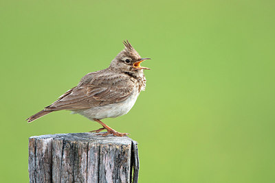 BUITEN BEELD Foto: 300284