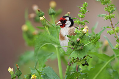 BUITEN BEELD Foto: 300285