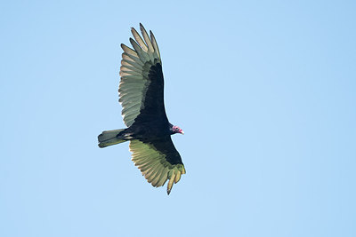 BUITEN BEELD Foto: 300452
