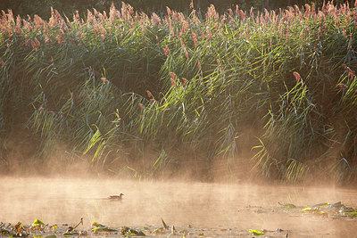 BUITEN BEELD Foto: 300511