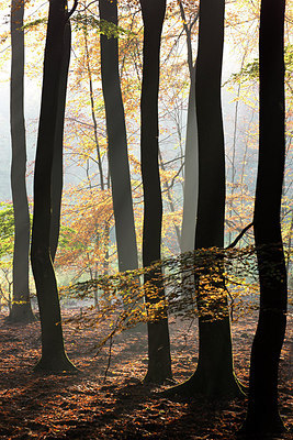 BUITEN BEELD Foto: 300557