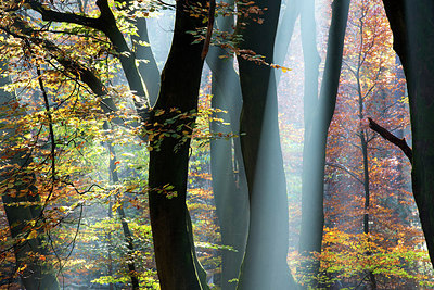BUITEN BEELD Foto: 300631