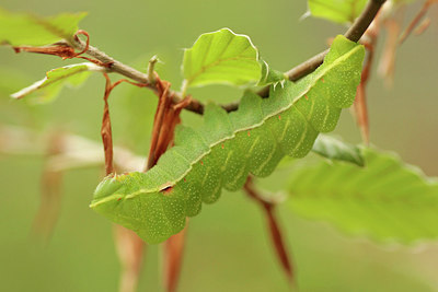 BUITEN BEELD Foto: 300660