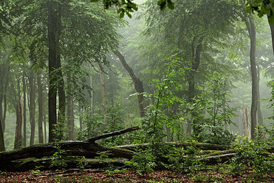 BUITEN BEELD Foto: 300664