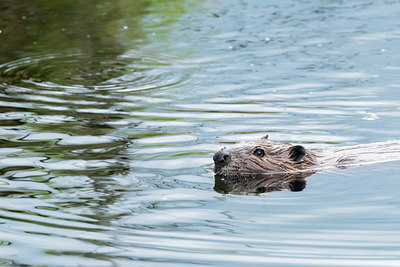 BUITEN BEELD Foto: 300676