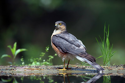 BUITEN BEELD Foto: 300679
