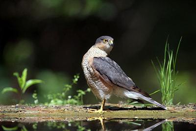 BUITEN BEELD Foto: 300680