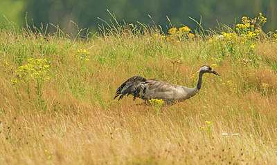 BUITEN BEELD Foto: 300711