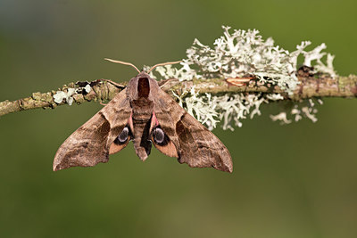 BUITEN BEELD Foto: 300740