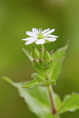 BUITEN BEELD Foto: 300800