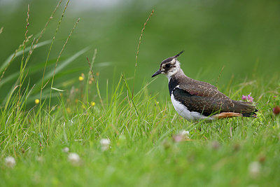 BUITEN BEELD Foto: 300835