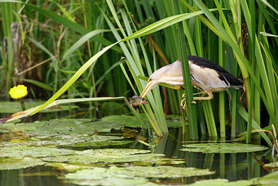 BUITEN BEELD Foto: 300839