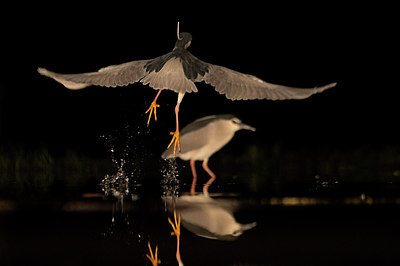 BUITEN BEELD Foto: 300849