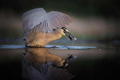 BUITEN BEELD Foto: 300850