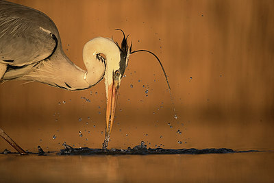 BUITEN BEELD Foto: 300860