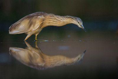 BUITEN BEELD Foto: 300885