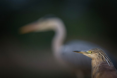 BUITEN BEELD Foto: 300886